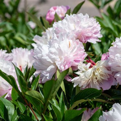 Can you plant peonies in May? These fluffy peony varieties can still be planted now if you act fast