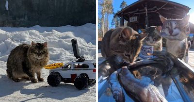 40 Times This Guy Used A Drone And Remote Control Car To Find And Feed Stray Cats And Dogs (New Pics)