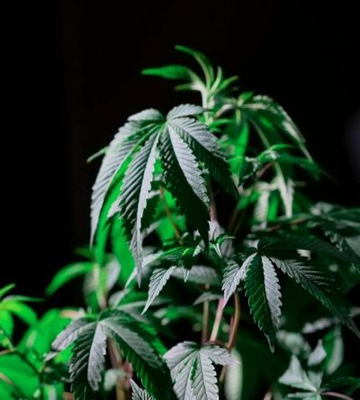 Survey Finds 24 Million Americans Have Microdosed Cannabis—Twice the Rate of Psychedelic Microdosing