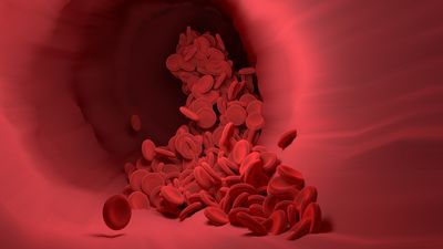 The Science of Blood Circulation and Its Role in Oxygen Nutrient Transport and Hormone Delivery