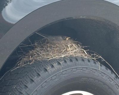 Federally protected bird’s nest holds up sale of Ford truck in Kansas