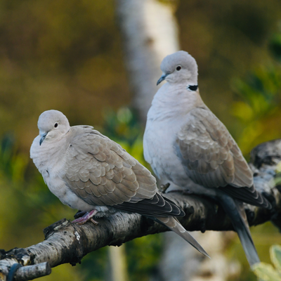 3 ways to attract doves to your garden – create a sanctuary for one of nature’s best vacuum cleaners
