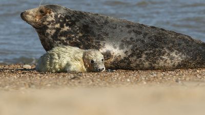 Seal pups were dying from a 'corkscrew killer' on a Canadian island. It turned out to be cannibals.