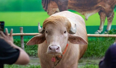 700 Kilogram Albino Buffalo From Bangladesh Nicknamed After Trump to Be Slaughtered for This Surprising Reason