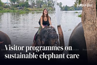 Visitor programmes on sustainable elephant care in Ayutthaya
