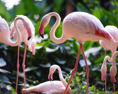 What links Flamingo, Mercury Fountain and Trois Disques? The Saturday quiz