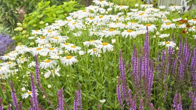 Don’t Ignore Your Shasta Daisies in May – These 4 Simple Jobs Lead to Bigger, Better Blooms