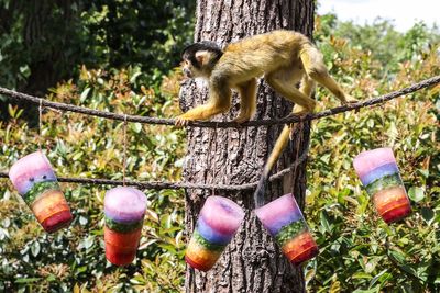 Watch: London Zoo animals cool off with ice lollies as temperatures soar in the capital