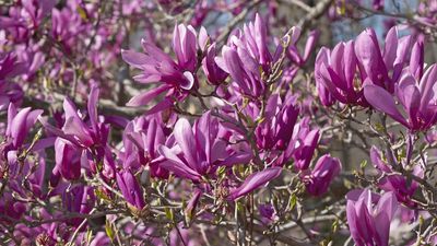 What to Do With Magnolia Trees in May – And How to Keep Yours Healthy Throughout the Summer