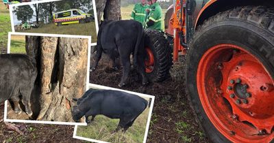 How now stuck cow? High steaks mission saves beset bovine from udder distress