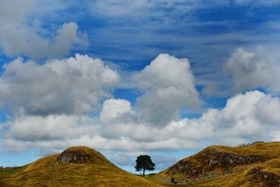 Sycamore Gap tree to live on as National Trust unveils art tribute