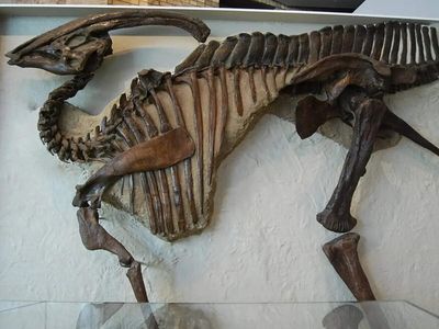 In 2009, a teen on a Utah fossil trip found a skeleton of a baby dinosaur that changed what researchers knew about Parasaurolophus
