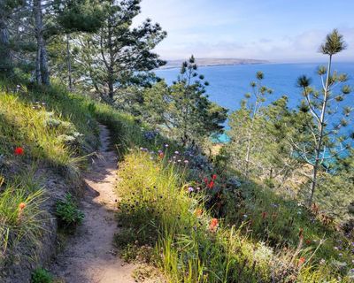 This US island is home to flora found nowhere else. Now, a wildfire threatens extinction
