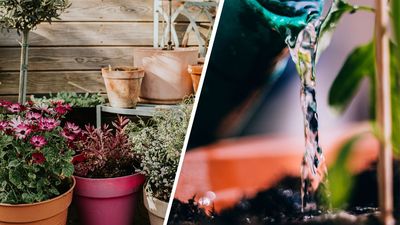 Have your potted plants fallen victim to the heatwave? Use this expert advice to revive and rehydrate dried soil