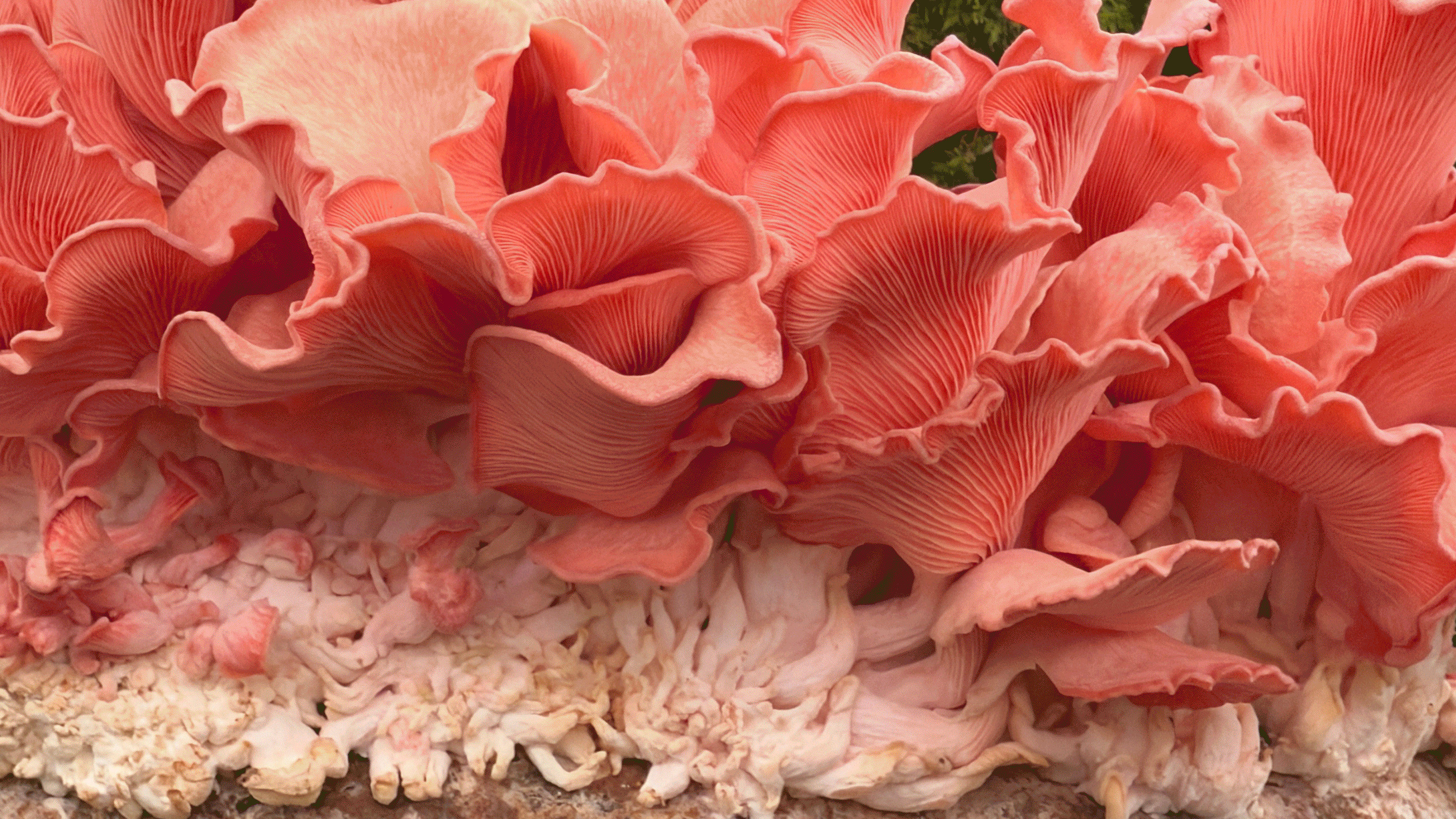 5 Garden Color Trends to Inspire Your Flower Beds in 2026 and Beyond — A Report From Pantone's Color Expert at the Chelsea Flower Show