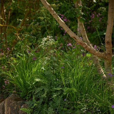 Pocket woodlands are the secret to transforming shady garden corners – these are the easy planting tricks I learned from an RHS Chelsea garden designer