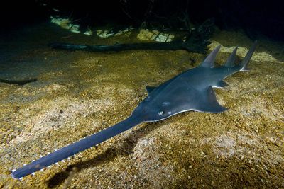 Endangered sawfish at risk from plan to double water extraction from WA’s Fitzroy River, advocates say