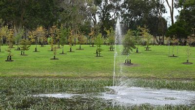 As cemeteries fill, Australians choose forests