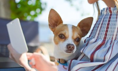 Chinese AI Company Rolls Out '95% Accurate' Pet Translator to Help Owners Finally Understand Dogs