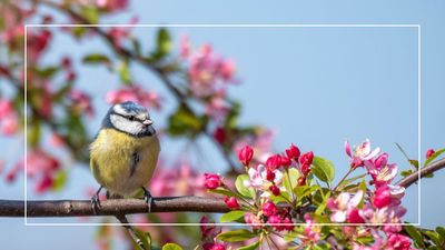 Help your garden's feathered visitors through the heatwave with this advice from wildlife experts