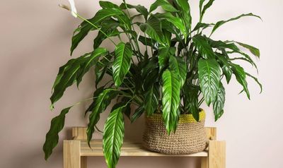Peace lily leaves drooping? 3 causes and quick fixes to try right now
