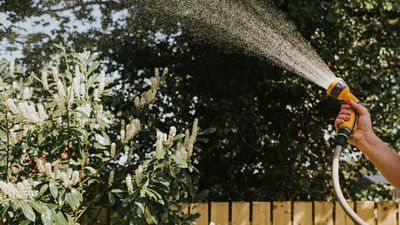 I Wasn't Sold on Expandable Hoses, But This One Has Won Me Over – it's Lightweight, Sturdy, and Affordable