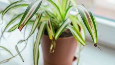 Why are my spider plant leaves turning brown? — 4 steps to revive them again