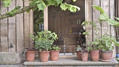 It's Not Uncommon for Pot Plants to Fail in May, But You Can Revive Them Fast By Making These Simple Changes