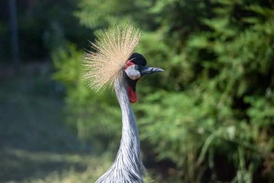 10 National Birds With Shocking Hidden Meanings