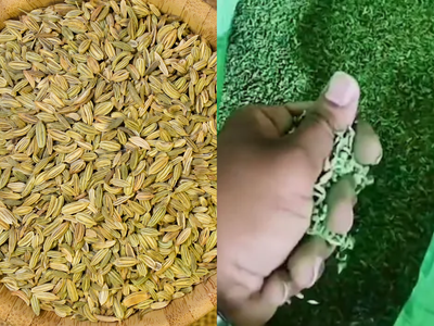 Gujarat saunf adulteration: 3,500 kg of fennel seeds dyed with unsafe chemicals seized in major raid