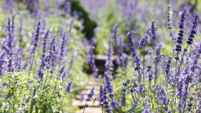 What to Do With Salvia in May – for Bigger Blooms, Bushier Growth, and a Longer Flowering Season