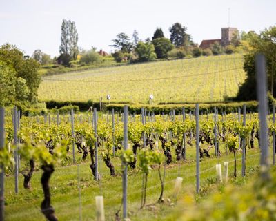 How an Essex valley became one of the UK’s most exciting new wine regions