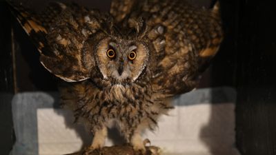 'Wiped out': Ukraine's bird lovers long for peaceful skies