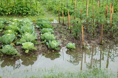 The Drainage Problem That Leads to Plant Loss