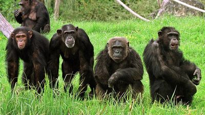 Monkey business: artist chimps paint in their own style, study shows