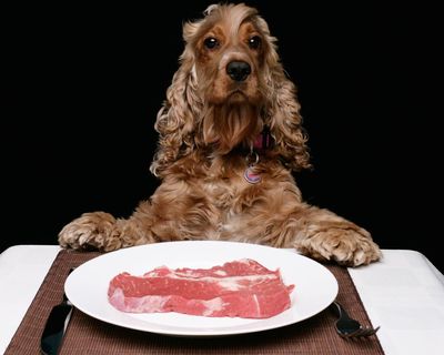The problem with Britain’s dog obsession