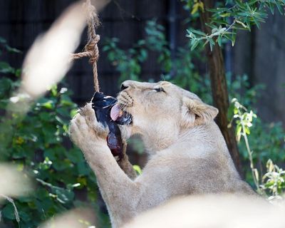 Lion’s aid: blood ice lollies keep big cats cool at London zoo