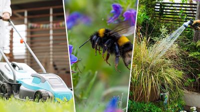 Are you guilty of these 5 gardening habits that starve bees? A horticulture expert shares what you should be doing instead