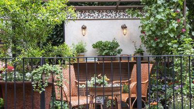 Patio Plants That Practically Look After Themselves – 5 Easy Flowers That Withstand Heat, Drought and Neglect