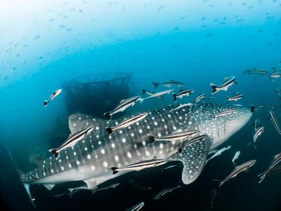 Giving the ocean a chance to heal