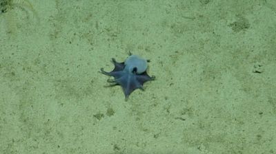 'He's tiny! It's blue!': Scientists find new deep-sea octopus