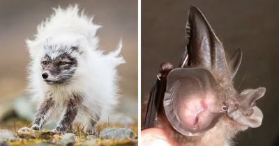 “Looks Just Like The Pringles Man”: 100 Weird And Wonderful Animals You Might Not Know About