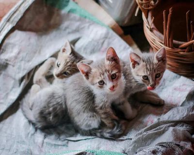 10 Rarest Cats On Earth You’ll Hardly Ever See
