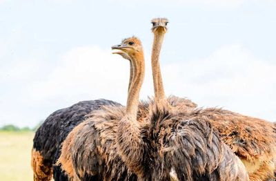 Why The World’s Largest Bird Never Needed Wings