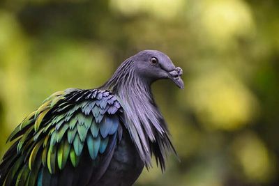 Why Some Birds Become Fearless On Remote Islands