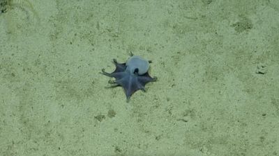 'It's blue!': Scientists discover new deep-sea octopus near Galapagos Islands