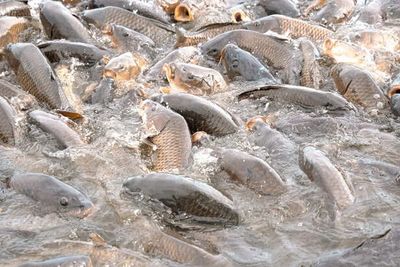 Fish Can Suffocate In Water? The Truth Is Wild