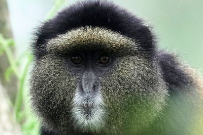 How collecting DNA samples in the wild could transform conservation