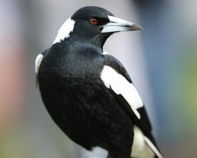 A magpie can recognise you – and four other fun facts about Australia’s most often-spotted bird