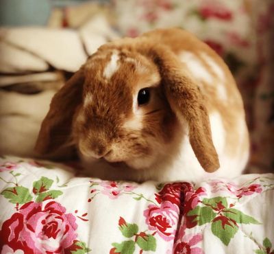 The pet I’ll never forget: Tilly, the rabbit who taught us how to raise a family